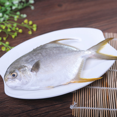 15元/斤冷冻金鲳鱼整鱼厂家直销   海鲜鱼类水产品批发湛江水产