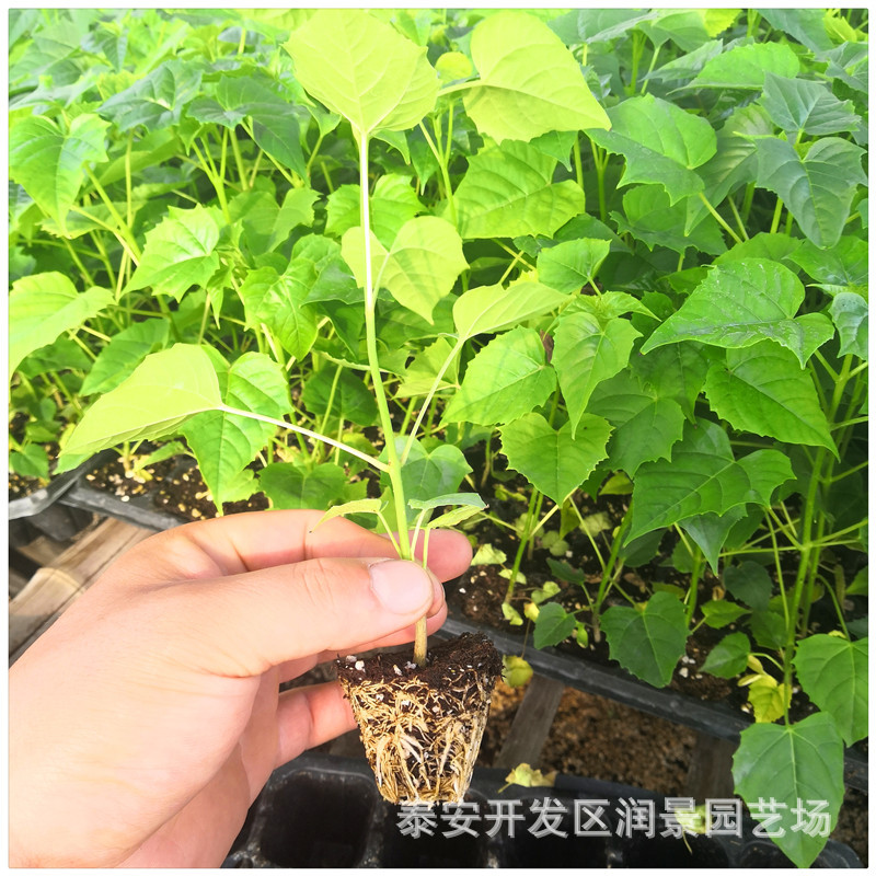 组培楸树苗价格 批发出售金丝楸小苗 速生楸树营养杯苗