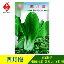 四月慢青菜種子10g 上海青四季小油菜 好吃 農家菜園易種蔬菜種籽
