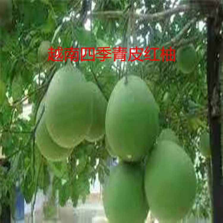 Thailand teak seedling Emerald green pomelo seedlings Vietnam Peel Red grapefruit Green jadeite seedlings Multi season