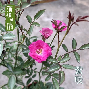 ΢���φD �¼����Ի����̨��΢���¼��ļ��S�����̨����