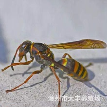 常年产地供应大马蜂虫 冻蜂蛹 大黄蜂 食用蜂蛹幼虫
