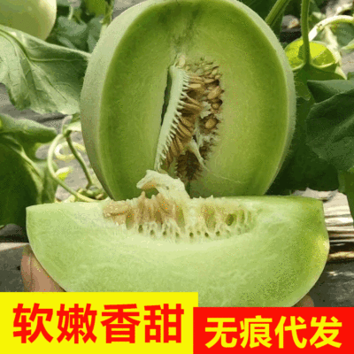 山东玉菇冰淇凌甜瓜超甜多汁5斤新鲜水果非绿宝西州蜜哈密瓜代发