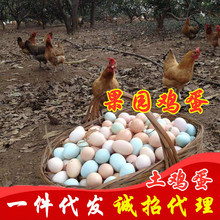 土鸡蛋果园散养土鸡蛋绿壳鸡蛋乌鸡蛋30个40个粮食鸡蛋鲜鸡蛋