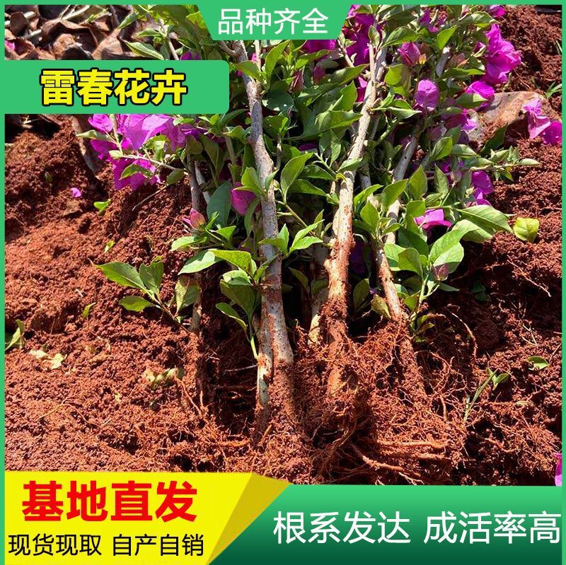 基地直发云南紫色三角梅树苗园林绿化工程苗盆栽庭院种植四季开花|ms