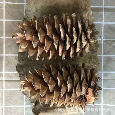 超大松球松塔松果幹花幹果 精選 聖誕節萬聖節裝飾 拍攝小道具