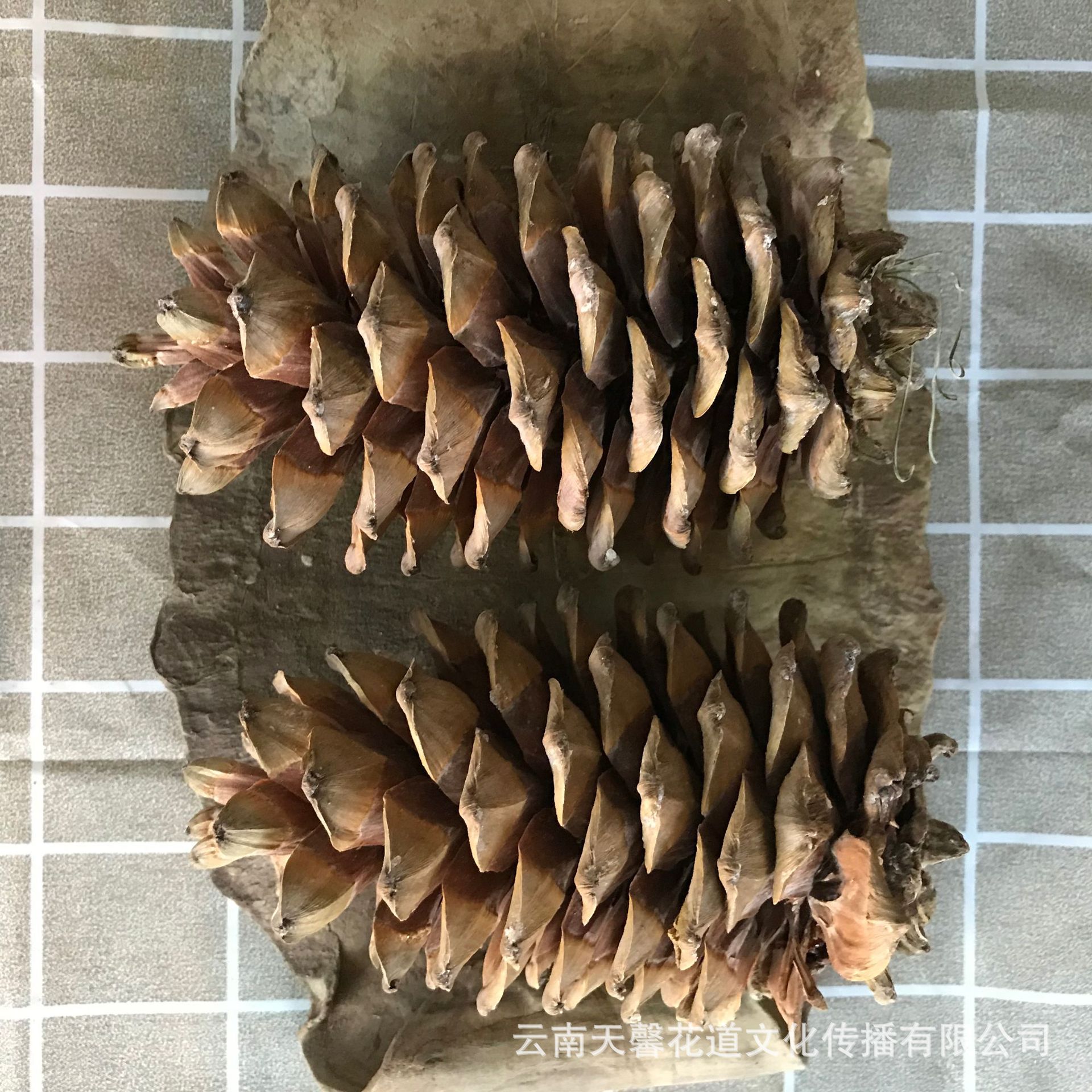 超大松球松塔松果幹花幹果 精選 聖誕節萬聖節裝飾 拍攝小道具