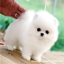 白色博美犬价格 白色博美犬价格品牌 图片 价格 白色博美犬价格批发 阿里巴巴