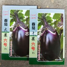 青茄子种子 青茄子种子品牌 图片 价格 青茄子种子批发 阿里巴巴