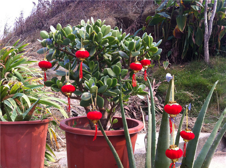 5684880186_1756724138_副本