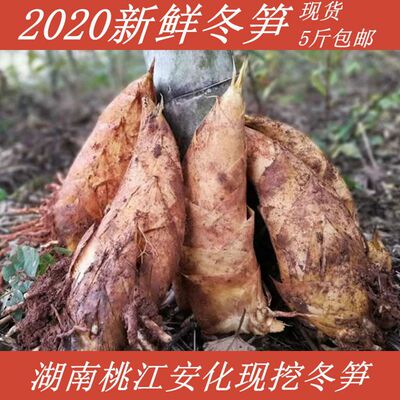 今年新鲜冬笋现挖黄泥笋毛竹楠竹笋深山野生农家蔬菜湖南安化特产