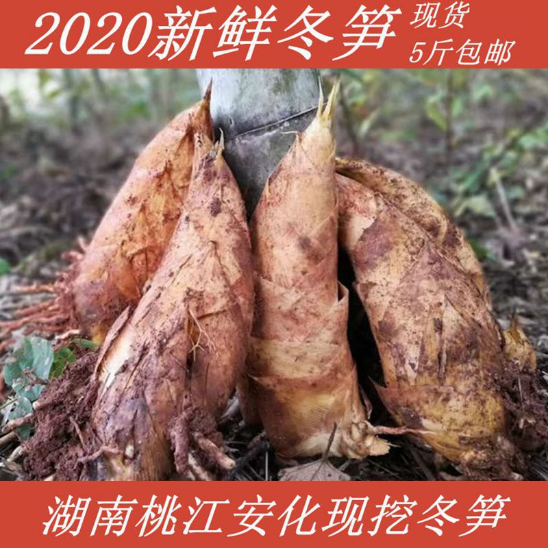 今年新鲜冬笋现挖黄泥笋毛竹楠竹笋深山野生农家蔬菜湖南安化特产