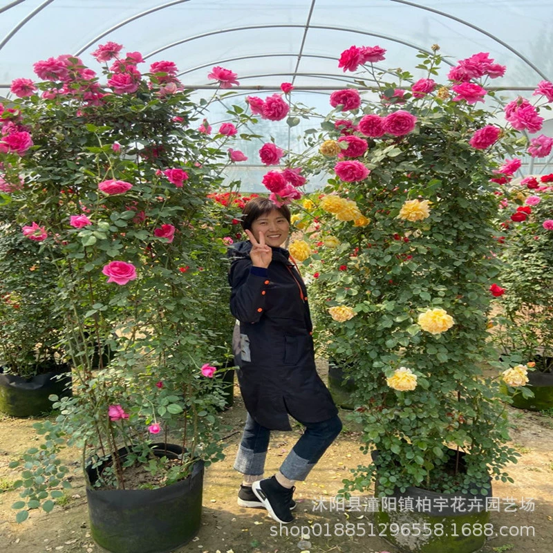 Ou Yue Vine Rose Seedling Vine Plant Четыре сезона Цветущий сад в горшке Рассада больших цветов с ароматом Лучжоу