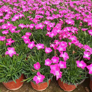 ���ش������۾G���Wʯ������ �ͺ��͸ɺ��Ͳ�̤ �ʺ�ʯ���_����ƺ