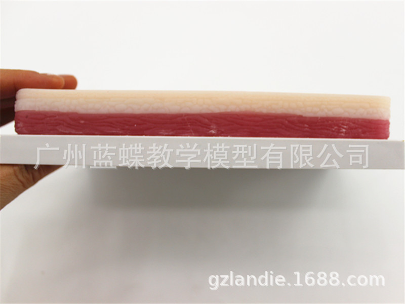 皮肤侧面