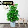 Large -leaf green dill pillar room large potted living room Green potted plant purification air office flower