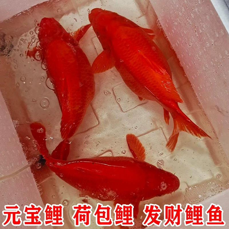 Карманный Карп Серебряный слиток карп красный карп короткооблегающий декоративный Карп Рыба удачи фэн-шуй Рыба короткооблегающая кои пресноводная рыба холодной воды