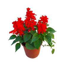 一串紅種子矮桿高桿一串紅種籽家庭園藝觀花植物種籽花海造景觀花