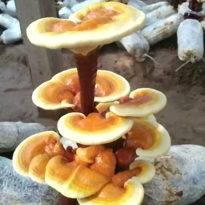 批发零售观赏灵芝盆景摆件山东灵芝现货批发