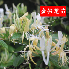 ���Խ��y����ľ������� �tɫϵ�^��ֱ�U¶�ؘ��� ���~���ٱ�ֲ��