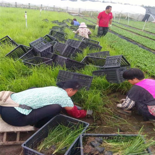 �R�A����|�R�A�DƬ|�R�A�r��|�R�A�R�m���S�� �R�m���r��