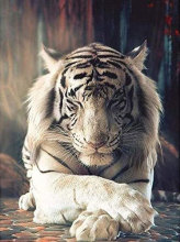�]�۰�ɫ�ϻ��ʯ��ʮ�ֽ�