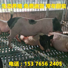 合作养猪出售藏香猪巴马香猪苗怀孕母猪咨询香猪价格教养殖技术