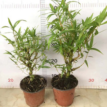 【基地直供】花卉植物盆栽 居家花卉 绿化植物盆栽  单杆佛肚竹