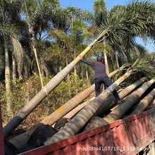 广东狐尾椰子基地浙江棕榈树海南报价湖南批发绿植