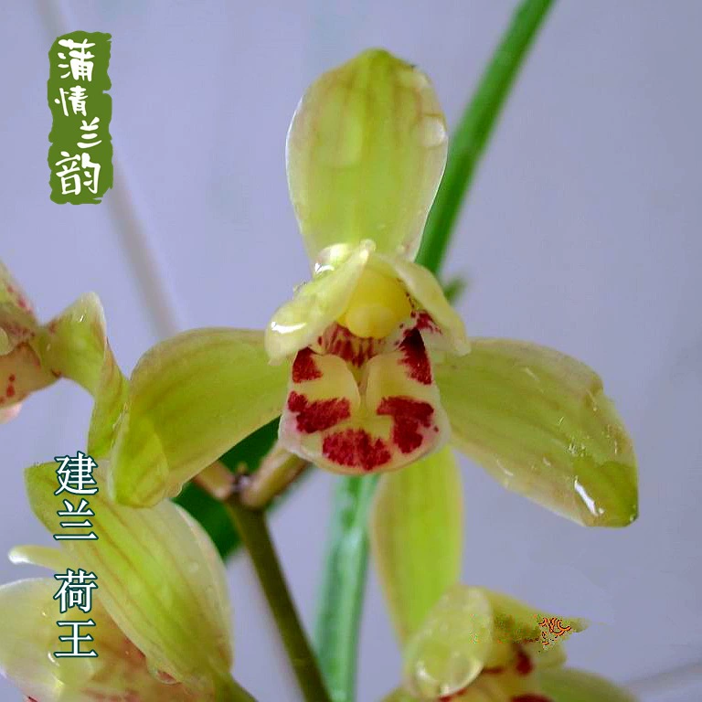 Крытая зеленая посадка цветов и горшечных растений