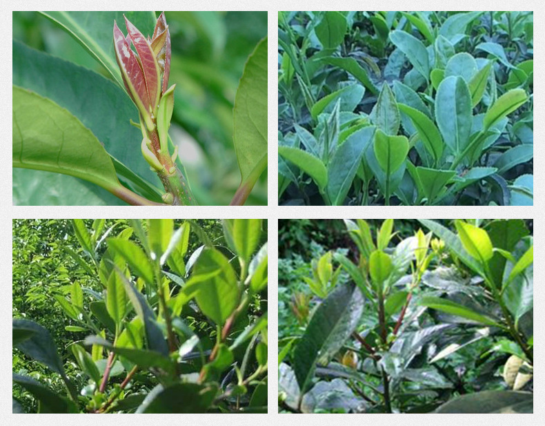Ku Ding Tea (Ilex kudingcha) — Guizhou Large-Leaf Bitter Tea, Grade 1, 500g Loose Leaf preparation