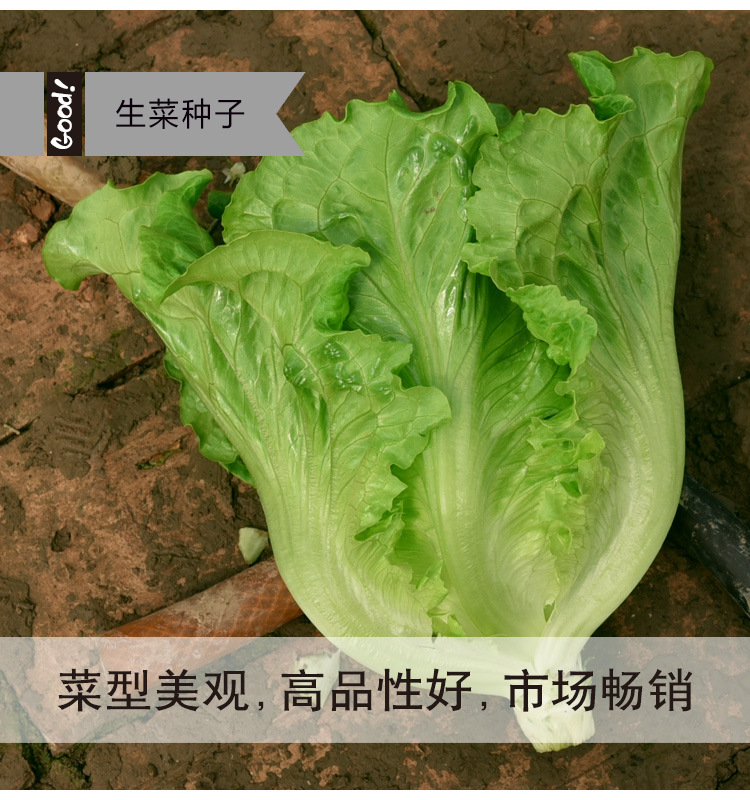 意大利耐抽苔生菜03-3