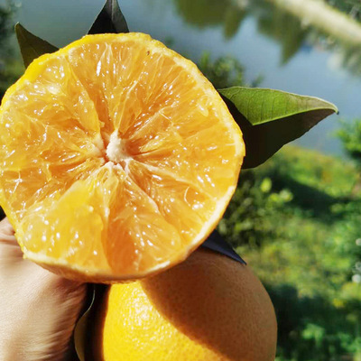 四川蜜桔薄皮现摘现发应季新鲜孕妇水果酸甜多汁薄皮蜜橘4斤装|ms