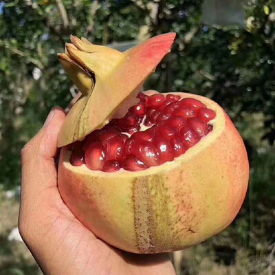 突尼斯軟籽石榴3斤5斤9斤裝壹件代發新鮮水果 孕婦應季水果包郵