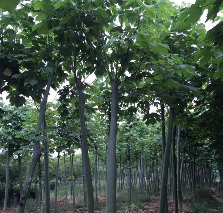 广西绿桐树苗木基地,绿桐树苗木基地_大山谷图库