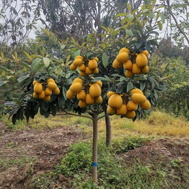 嫁接枇杷苗晚熟品种奶油黄汁香甜枇杷树苗南方北方种植果树