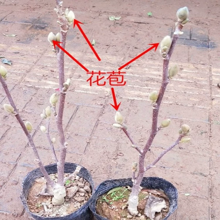 Саженцы магнолии карликовые бонсай в горшках Саженцы магнолии во дворе морозостойкие саженцы