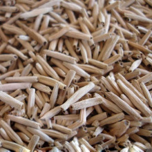 沙漠玫瑰种子批发多浆植物多肉盆栽花卉种子花圃重瓣多色盆栽10粒