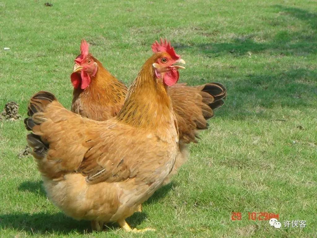 2020 Wenchang chicken Free range chicken Backyard A chicken Sell Cong Welcome Order Hainan Qiongzhong