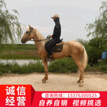 表演用的骑乘马匹哪里有出售的 旅游景区游客马价格 攀枝花养马场
