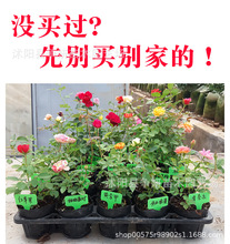 玫瑰花苗带花苞花卉观花绿植物室内阳台盆栽大花浓香月季四季开花