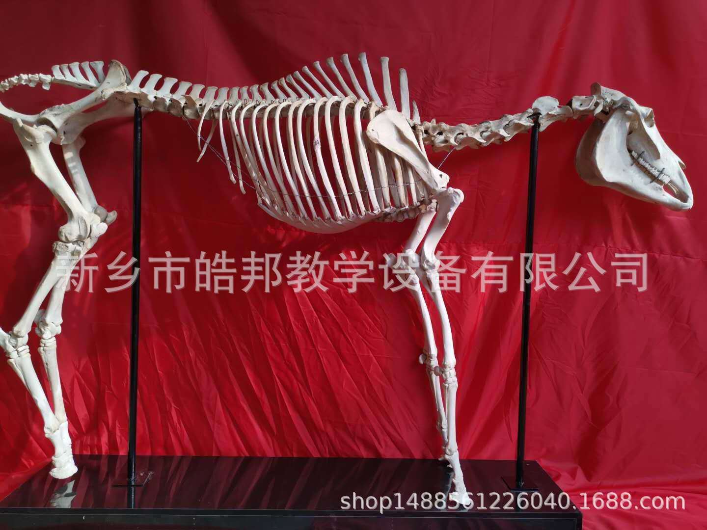 牛骨架图片大全,猪骨架图片大全_大山谷图库