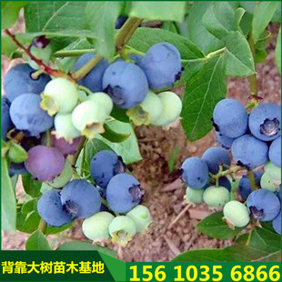 ���ع������F�{ݮ�� ���������{ݮ�����l ɽ�|�W�᠖�{ݮ��r��