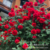 wholesale Chinese rose indoor balcony miniature Chinese rose Potted plant Bud Deliver goods Breed