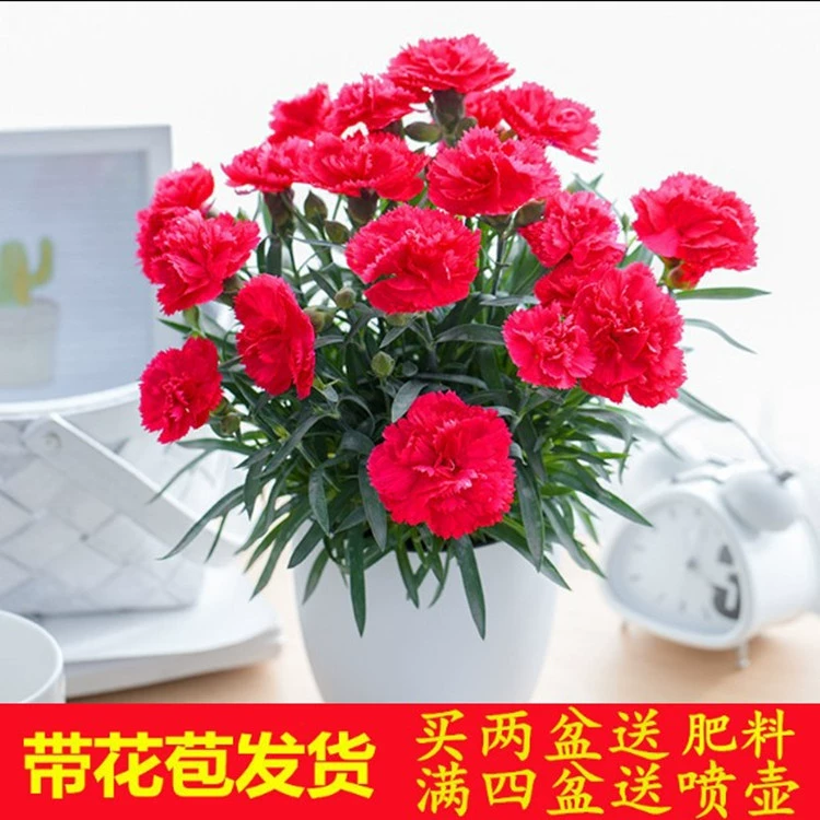 Гвоздика в горшке с бутоном комнатное растение цветок балкон легко жить большой цветок рассада зеленое растение Four Seasons цветение оптом