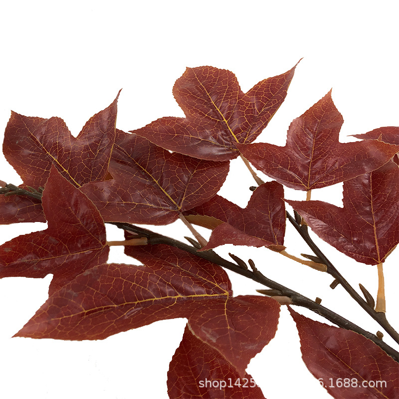 XRB-158 三角枫四叉枝2.jpg