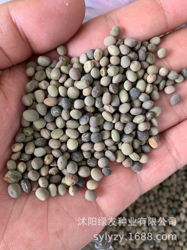 批发豌豆种子 苕子 绿肥种子 紫花苕子