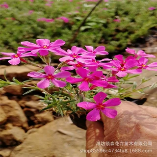 大花福禄考 丛生福禄考盆栽  花海花镜花带景观绿化草花