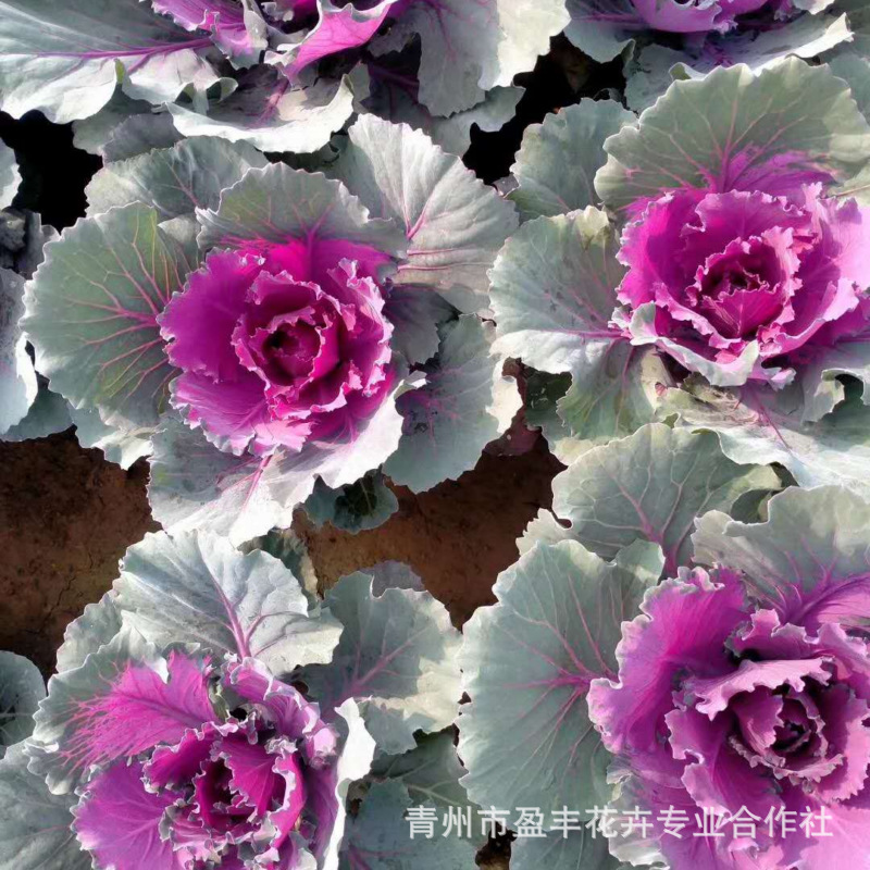 微信图片_202010301550406