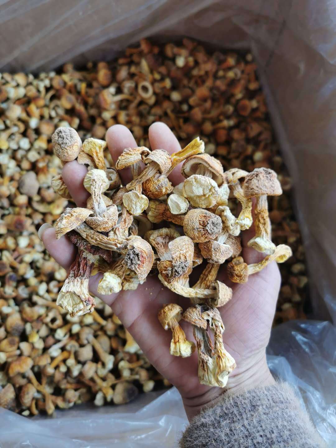 Dried Agaricus Blazei Mushroom 500g Yunnan Sun Dried Culinary Fungi for Soups and Stir Fry in use